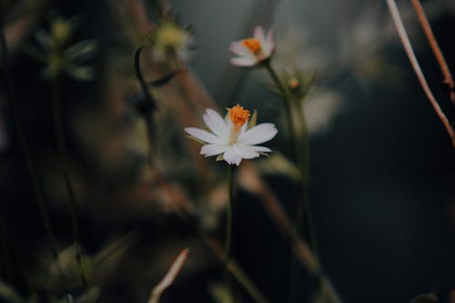 White Cosmos Flowers Close-up Photography