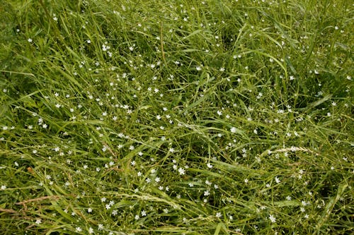 Darmowe zdjęcie z galerii z pole trawy