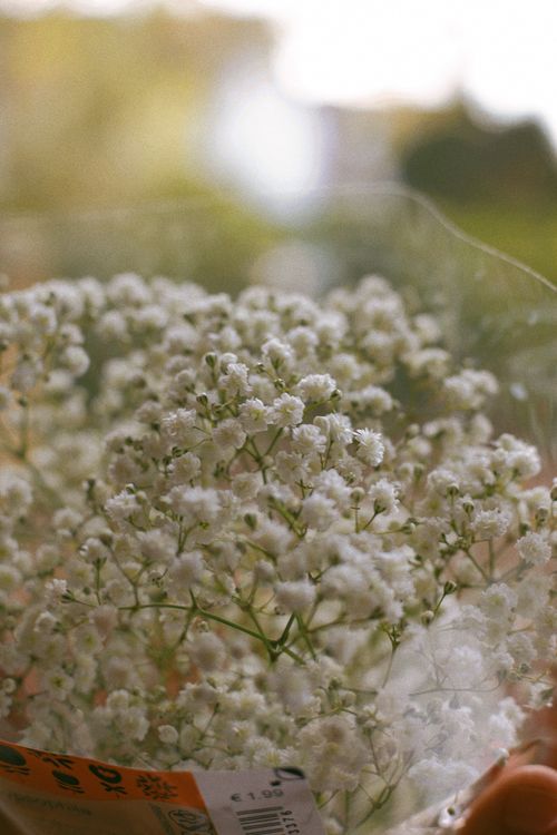 Free Close-up of delicate white Baby's Breath flowers in natural light. Stock Photo