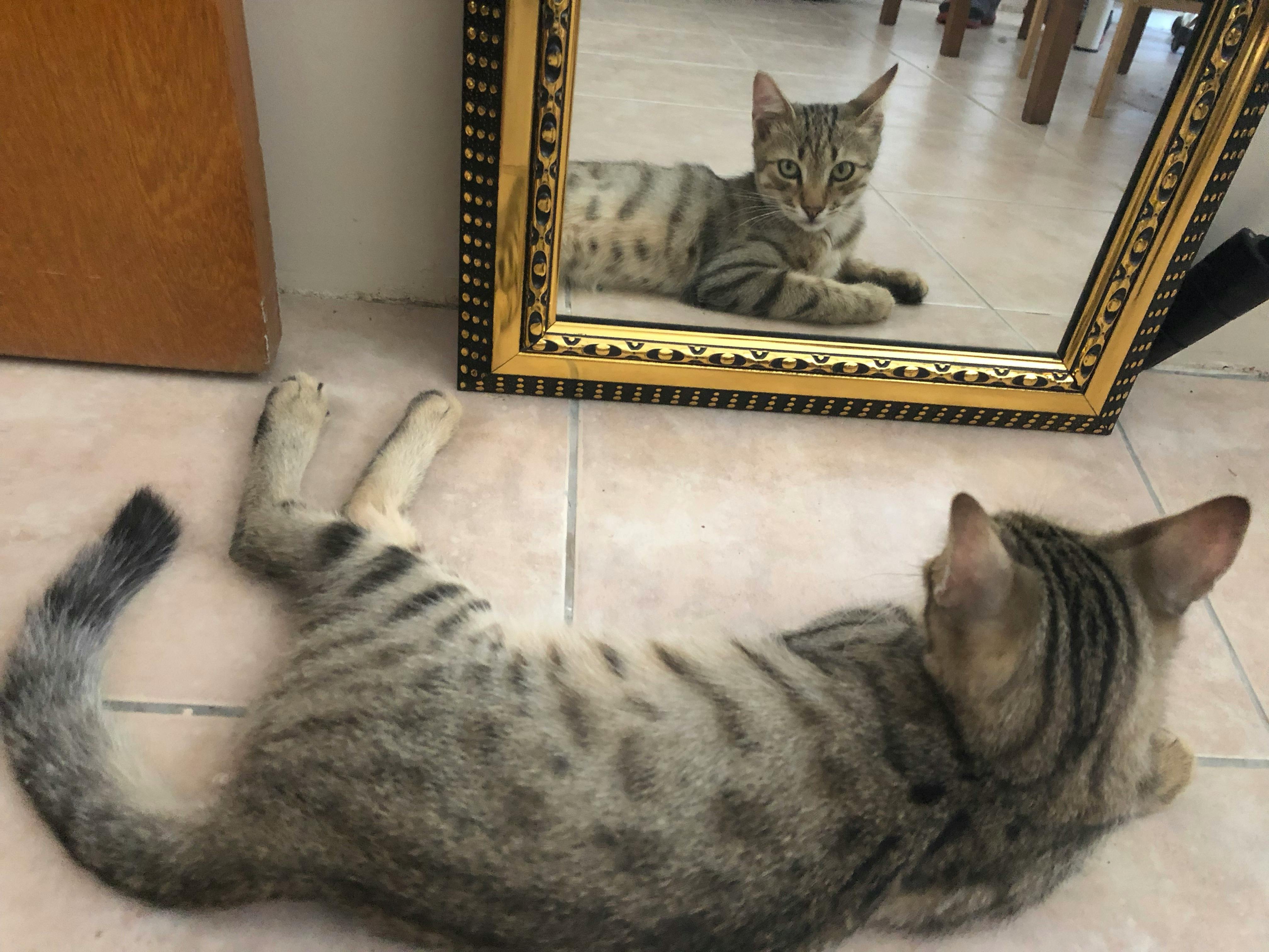 Free stock photo of cat, mirror, mirror image