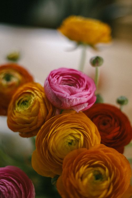 Free Beautiful close-up of vibrant ranunculus flowers in various colors, showcasing their intricate petals. Stock Photo