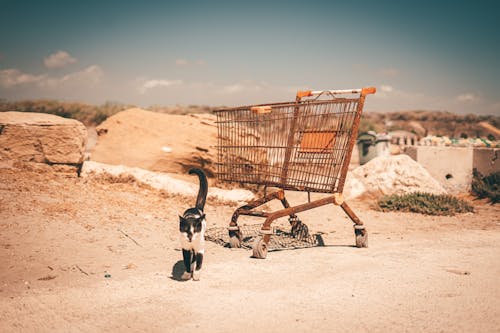 Kostenloses Stock Foto zu einkaufswagen, haustier, karte