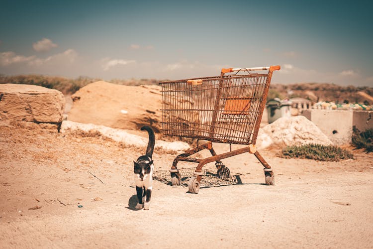 An Abandoned Shopping Cart And A Cat On Dirt Ground