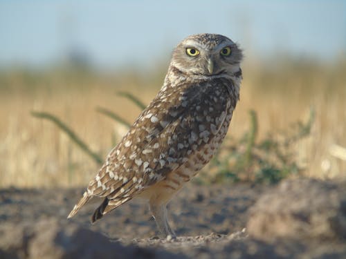 Close-up of a Burrowing Owl Sitting on the Ground 