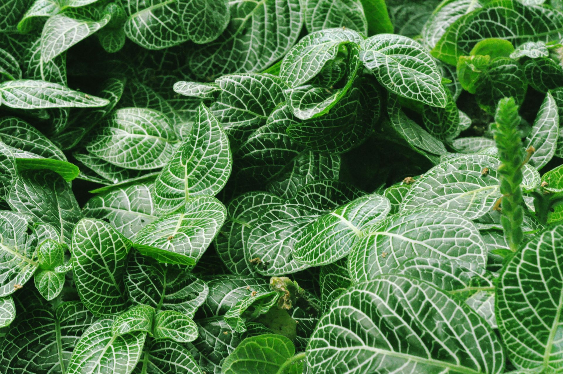 A detailed close-up of green Fittonia leaves with intricate white veins, captured in Bandung, Indonesia.