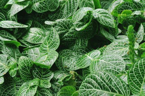 Free A detailed close-up of green Fittonia leaves with intricate white veins, captured in Bandung, Indonesia. Stock Photo