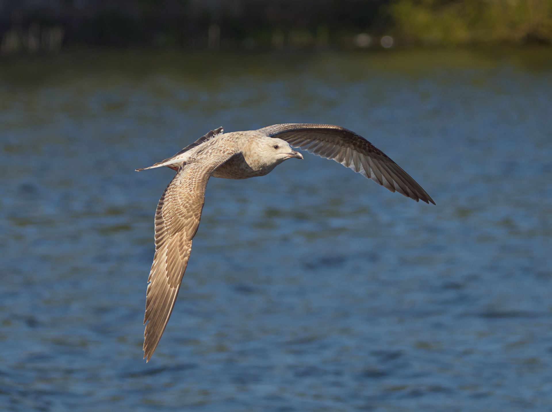 Close-up of a European herring gull in flight over a blue water setting.
