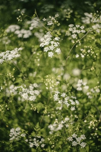 A serene view of delicate white wildflowers blooming in spring, capturing nature's beauty.