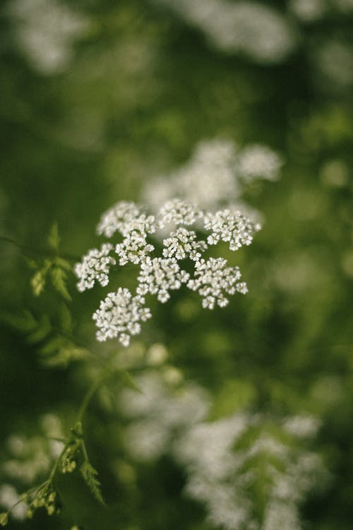 Immagine gratuita di avvicinamento, crescita, fiori bianchi