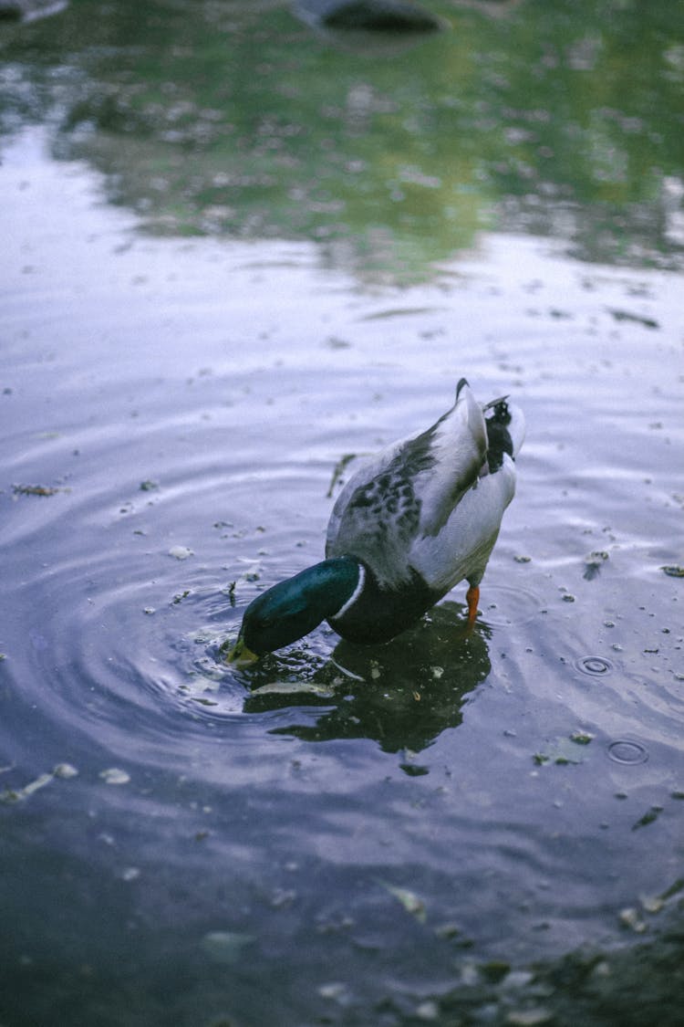 Duck Drinking Water