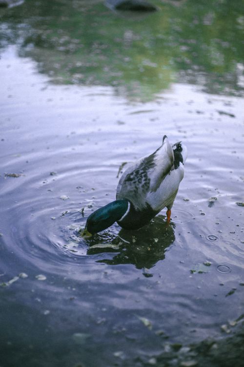 Free A mallard duck dips its head underwater while drinking in a peaceful pond setting. Stock Photo