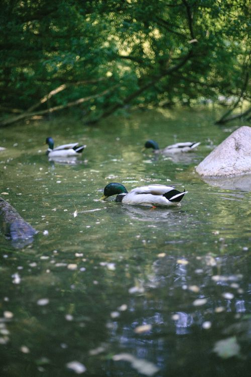 Free Scenic view of mallard ducks swimming in a peaceful forest pond. Stock Photo