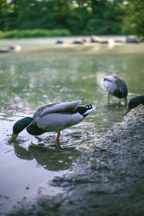 Free A serene scene of ducks drinking water by a pond surrounded by lush greenery. Stock Photo