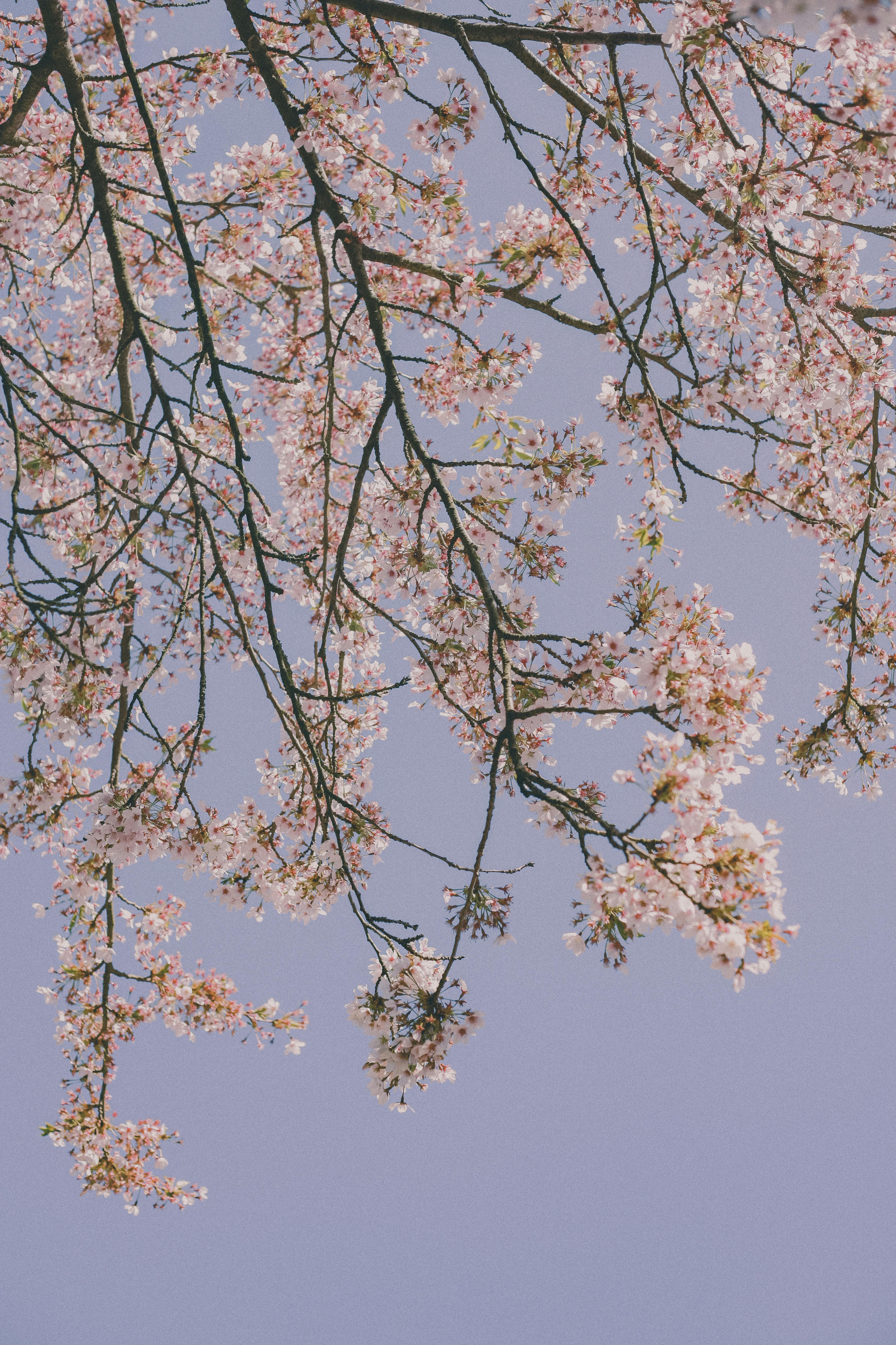 Blooming Tree on Blue Sky Background · Free Stock Photo