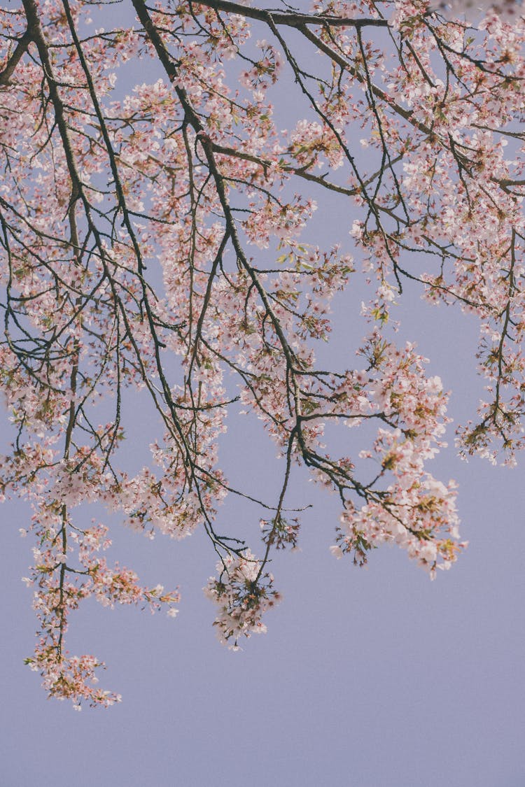 Blooming Tree On Blue Sky Background