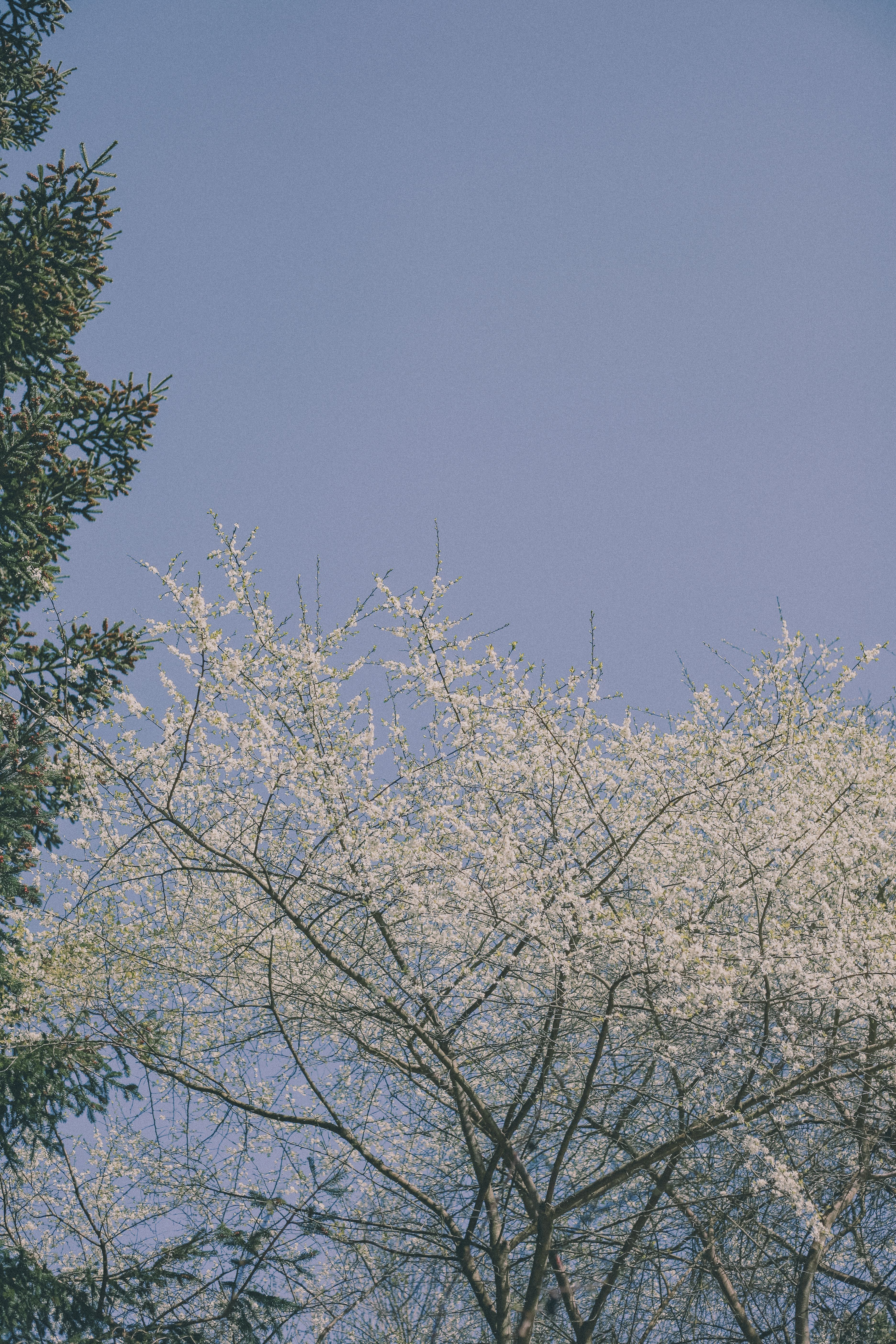 White blossoms on trees with a clear blue sky, evoking a serene spring day.