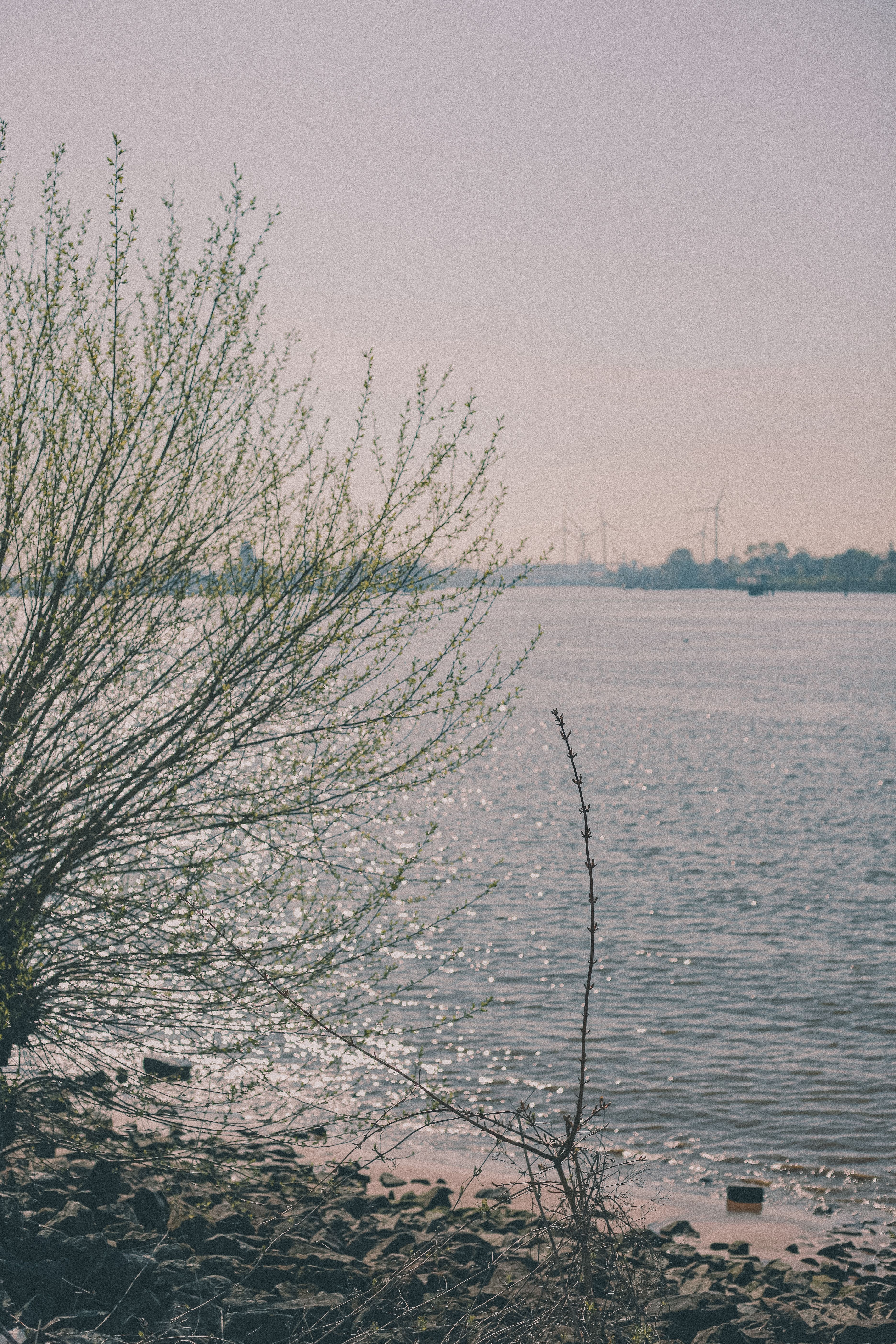 Peaceful riverbank with trees and distant wind turbines on a foggy day.