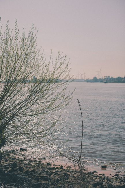Peaceful riverbank with trees and distant wind turbines on a foggy day.