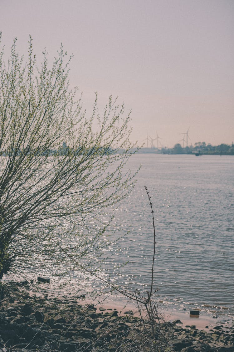 Trees On River Bank