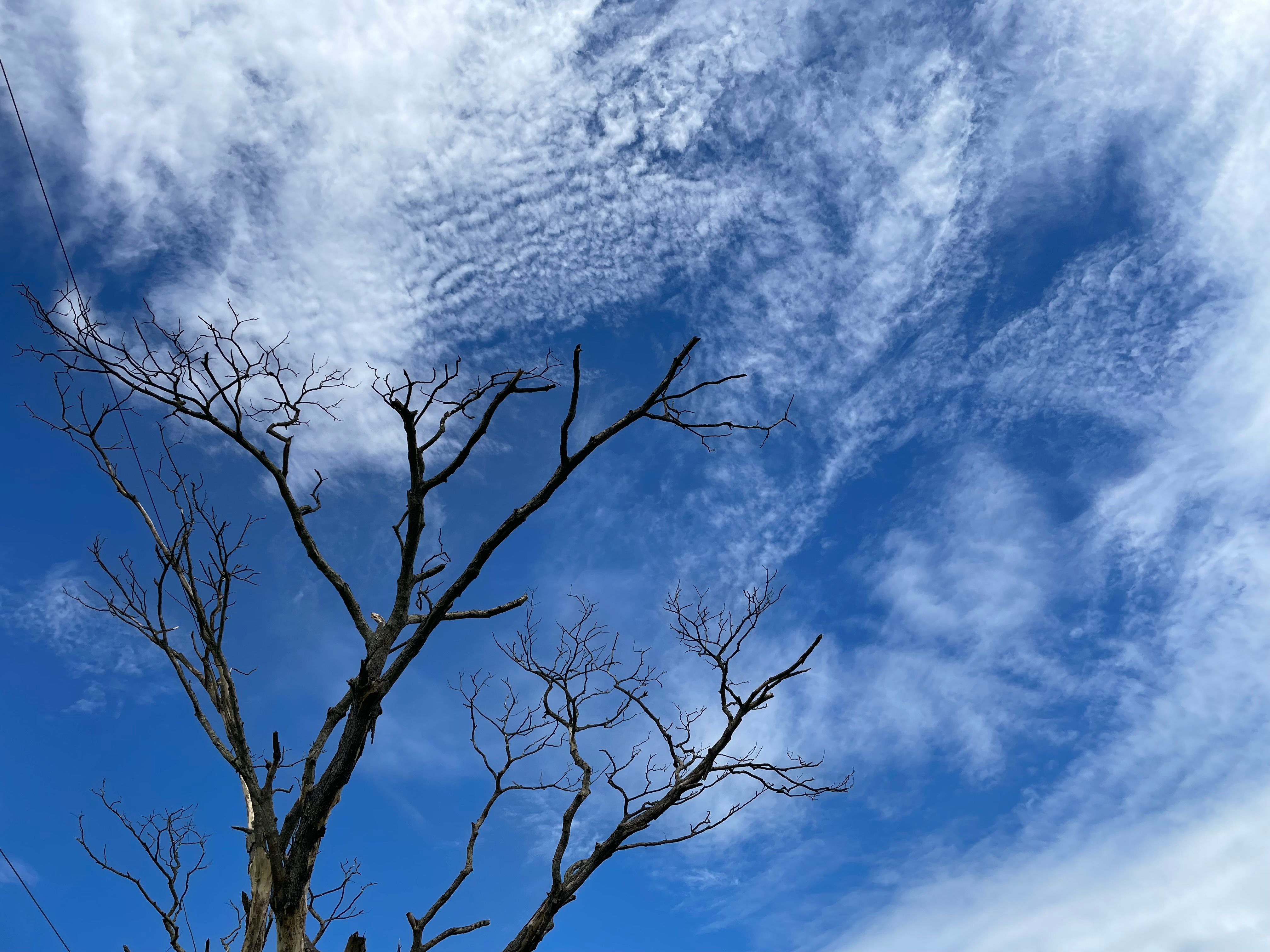A Leafless Tree Under the Blue Sky and White Clouds · Free Stock Photo