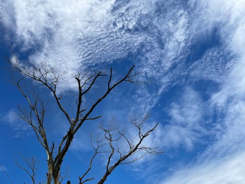Ingyenes stockfotó alacsony szögű felvétel, csupasz fák, fehér felhők témában