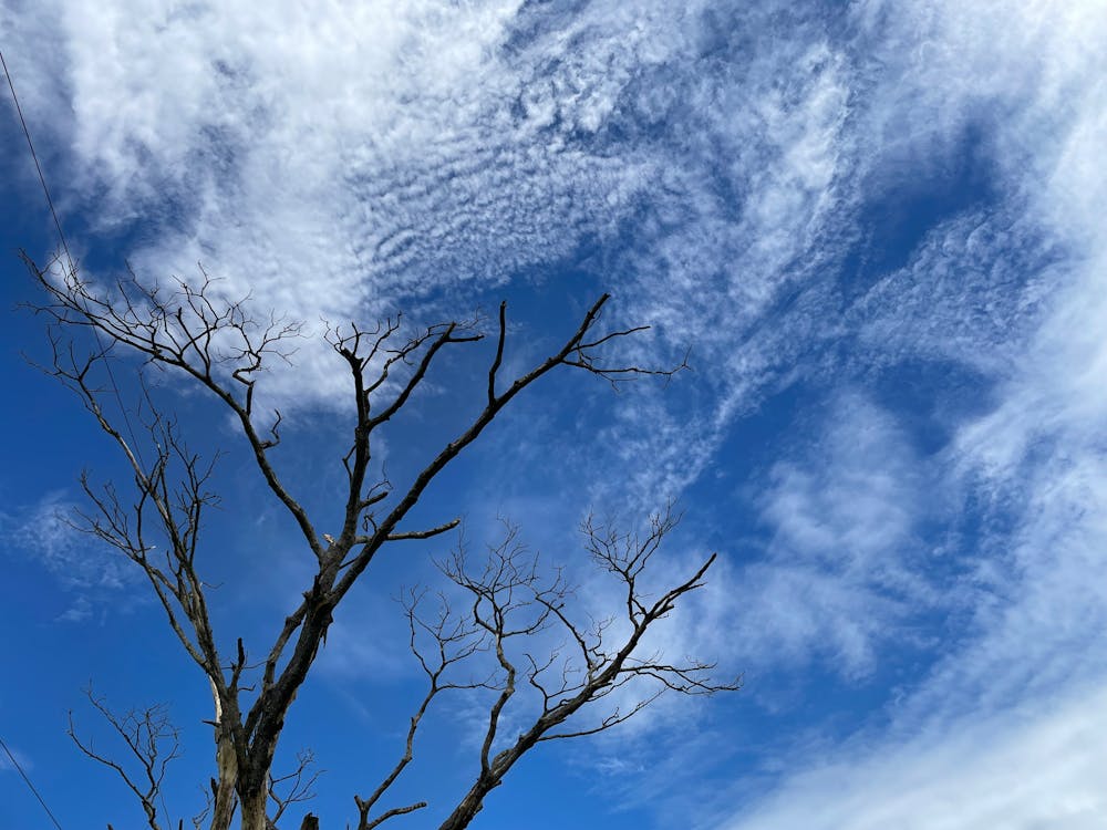 Foto stok gratis awan putih, bidikan sudut sempit, hutan