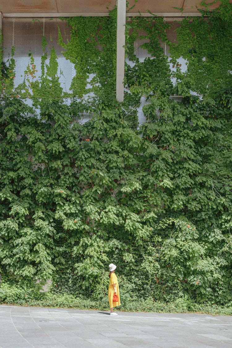 Vine Plants On Wall