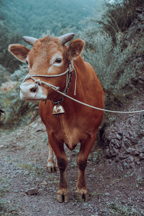 Δωρεάν στοκ φωτογραφιών με αγελάδα, αγρόκτημα, αλυσίδα
