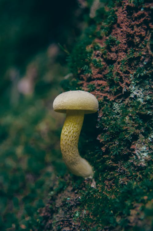 Brown Mushroom on Green Moss