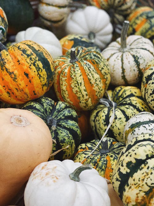 Fotos de stock gratuitas de amontonados, calabazas, de cerca