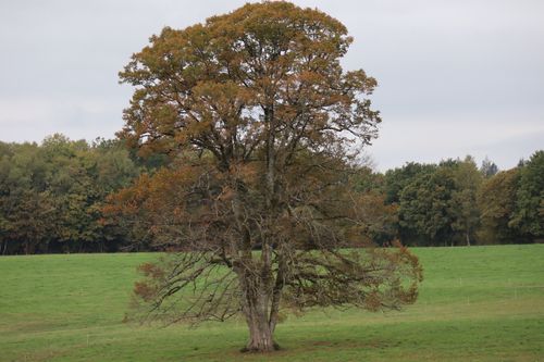 Free A majestic oak tree stands alone in a vibrant green field under an overcast sky. Stock Photo
