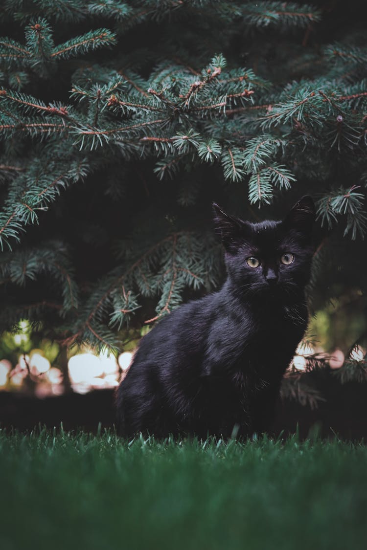 Black Cat On Green Grass Field