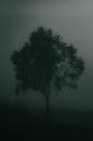 Tree in Nature in Fog