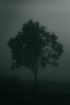 A solitary tree stands shrouded in fog, creating a mysterious and serene silhouette.