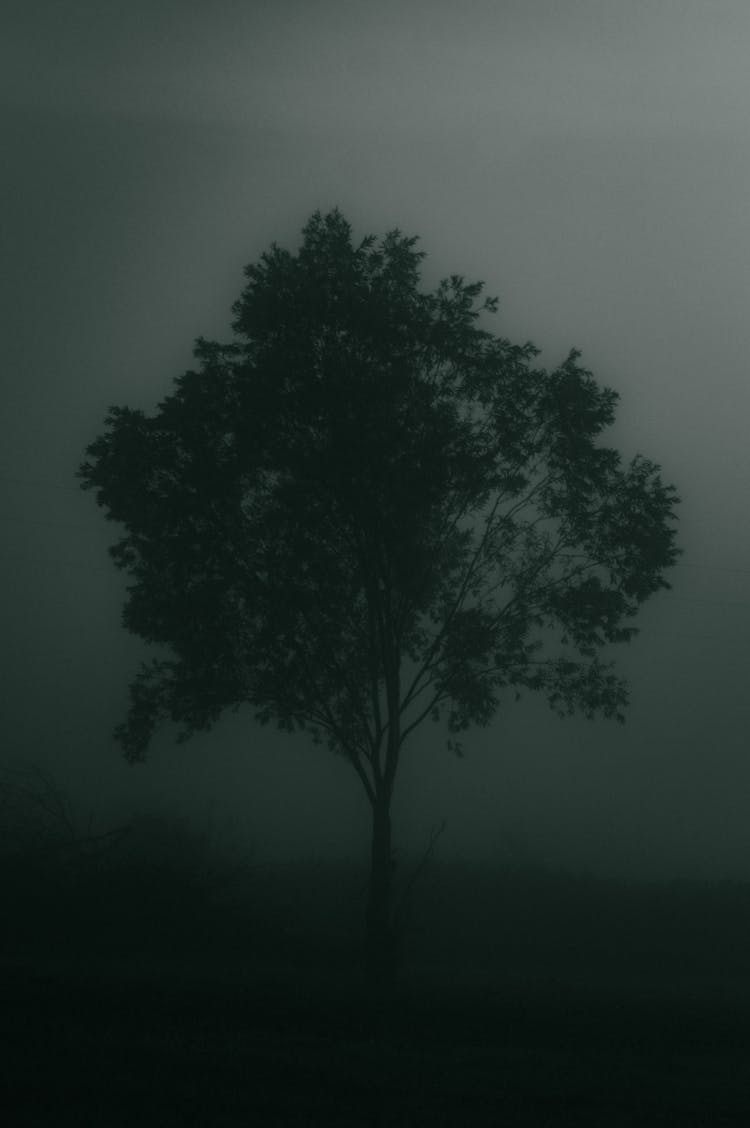 Tree In Nature In Fog