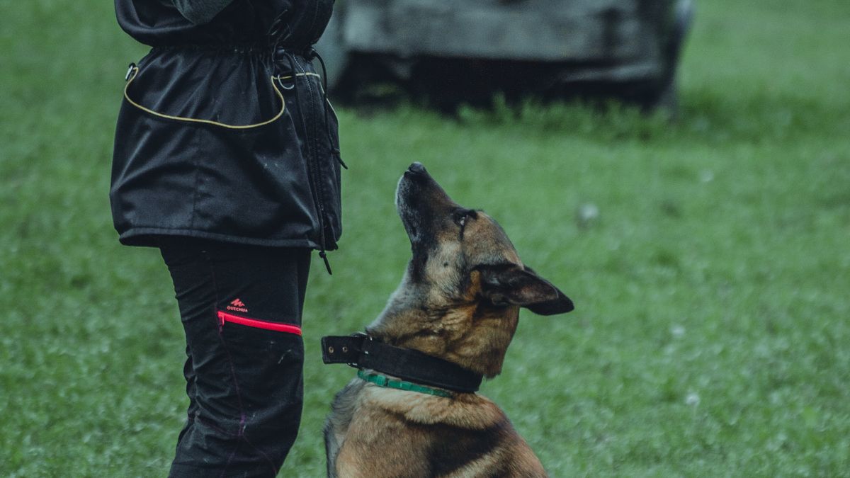 Comment choisir un service de garde pour chien en 2026