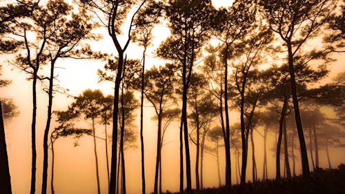 คลังภาพถ่ายฟรี ของ ความเป็นป่า, ซิลูเอตต์, ต้นไม้