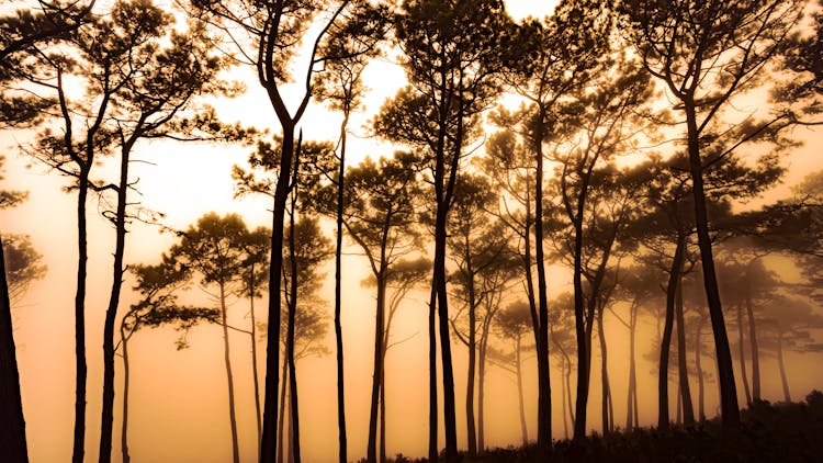 Silhouette Of Trees In A Foggy Forest 