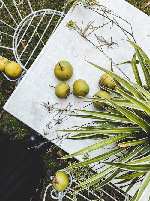 Free Top View of Pears on a Tabletop Stock Photo