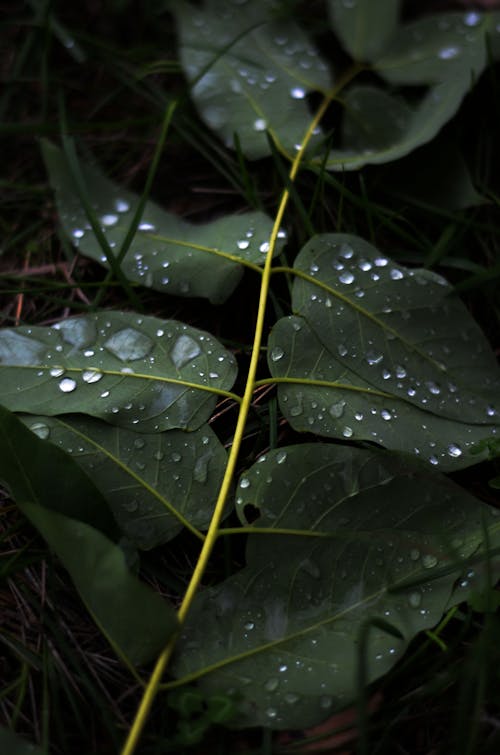 Water Droplets on Green Leaves