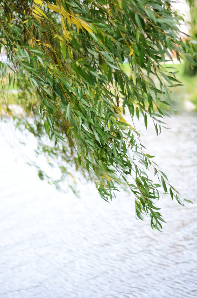 Leaves On Tree Branch