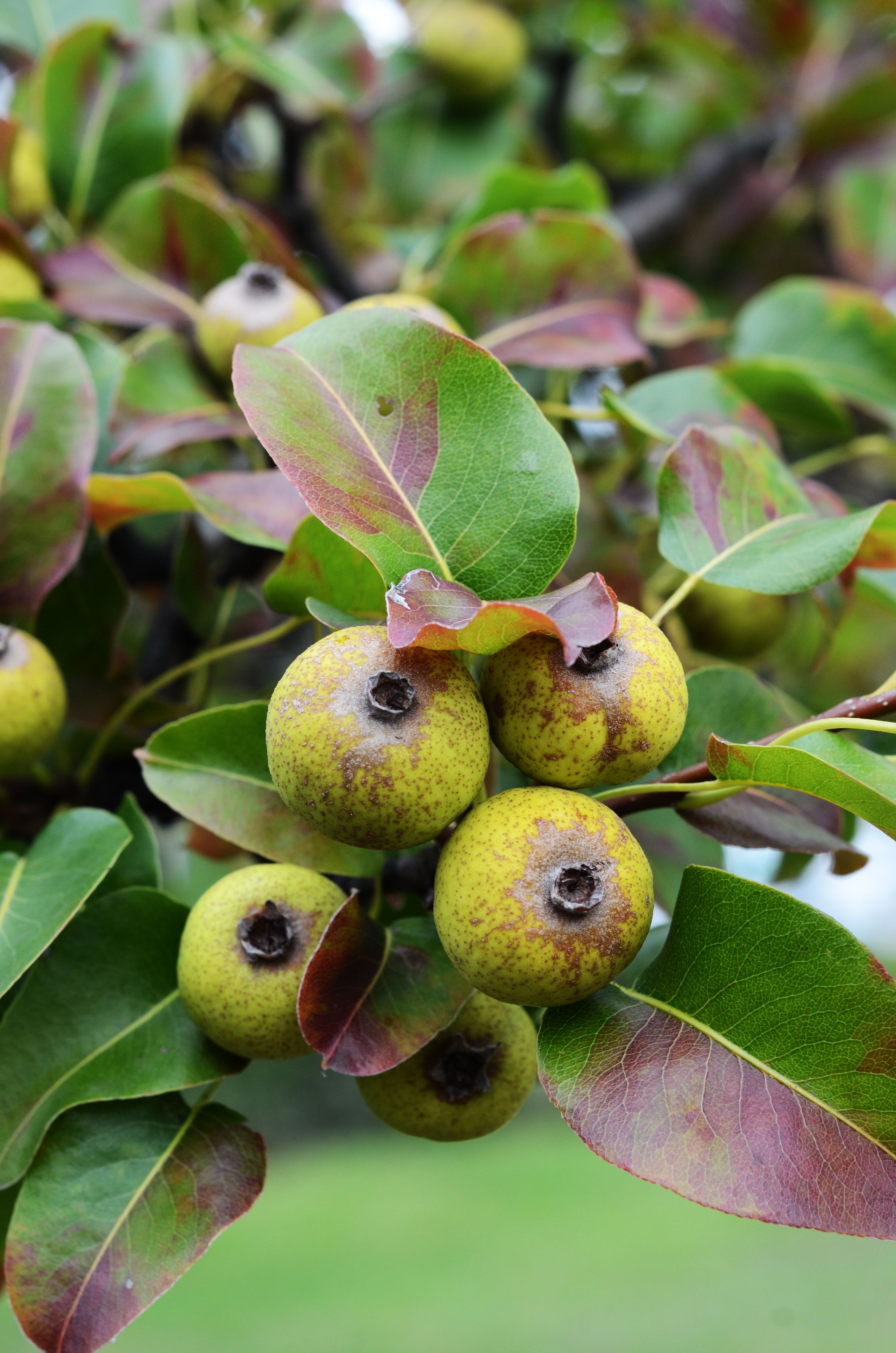 Close-up of unripe walnuts on a leafy branch, showcasing lush green foliage.