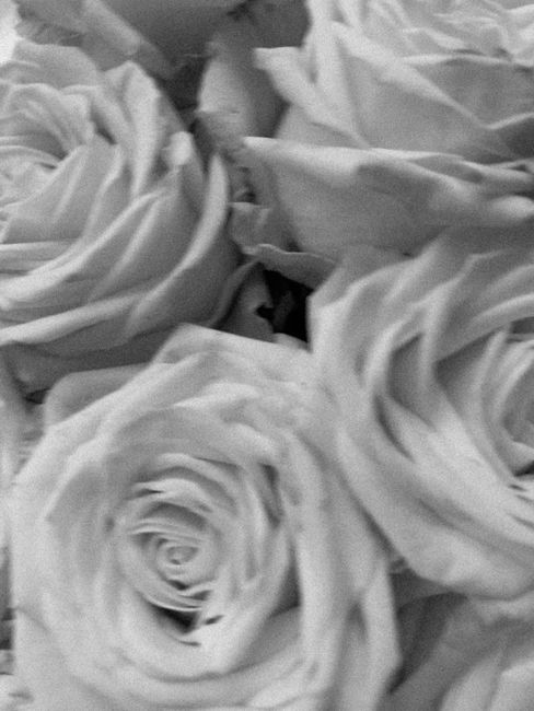 A stunning monochrome close-up of blooming white roses, capturing timeless elegance.