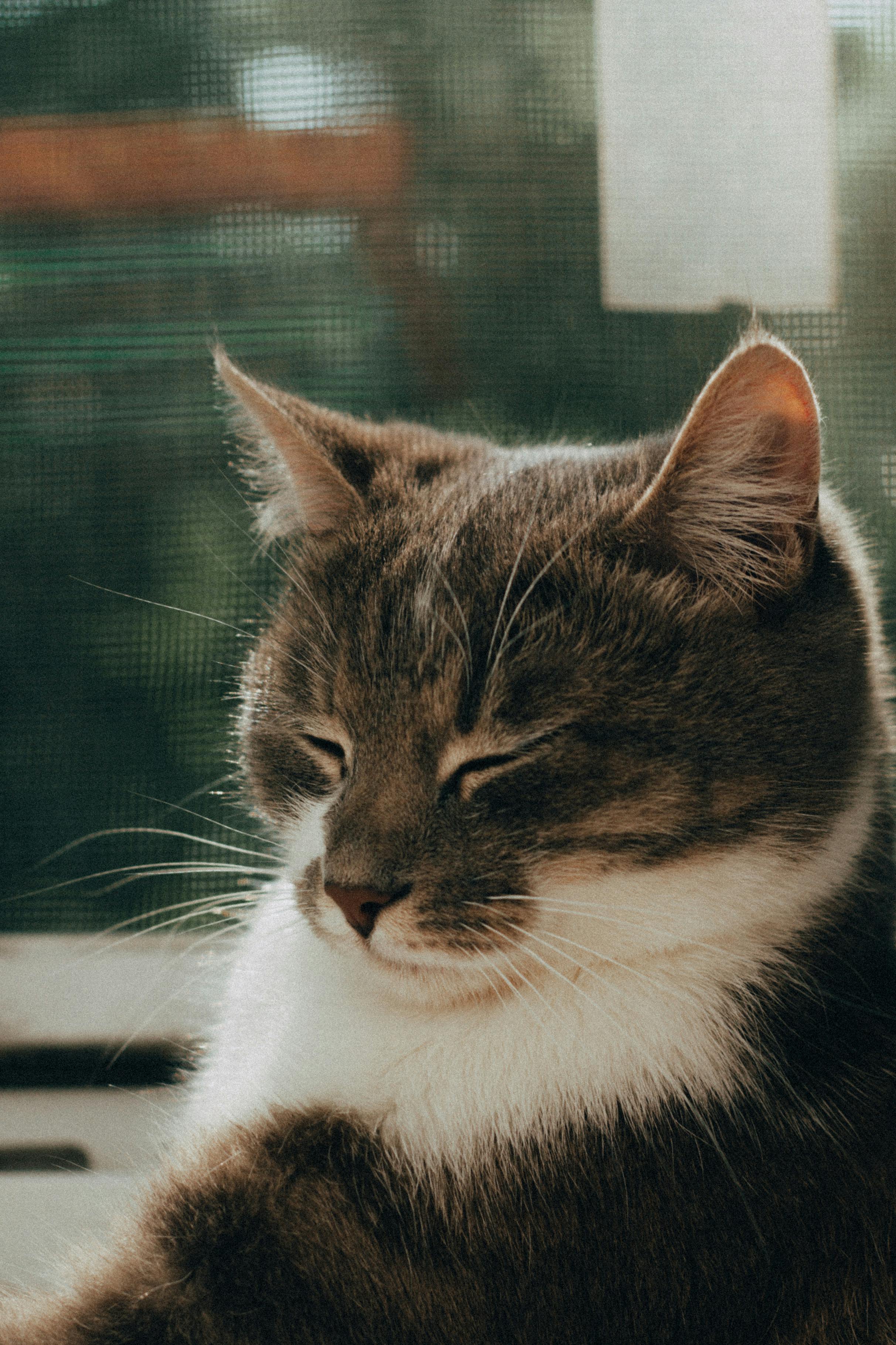 a cute tabby cat sleeping