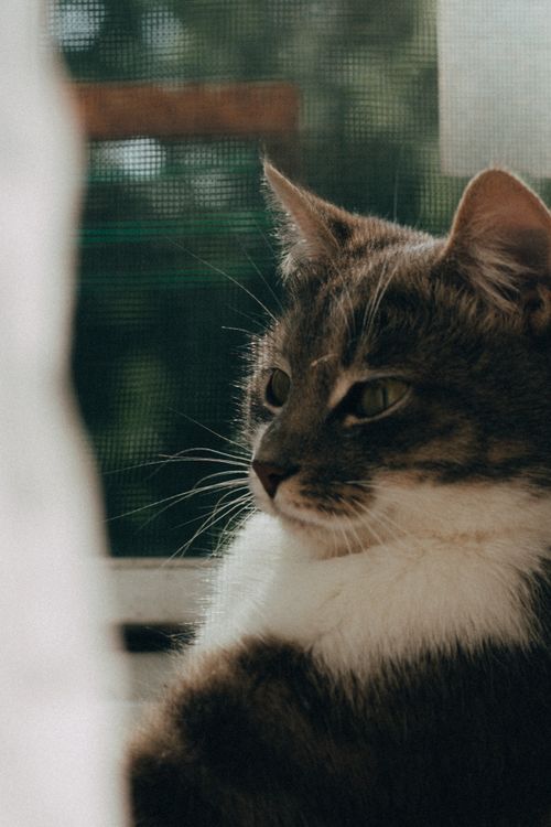 Free Serene close-up portrait of a tabby cat basking in natural light in Dnipro, Ukraine. Stock Photo
