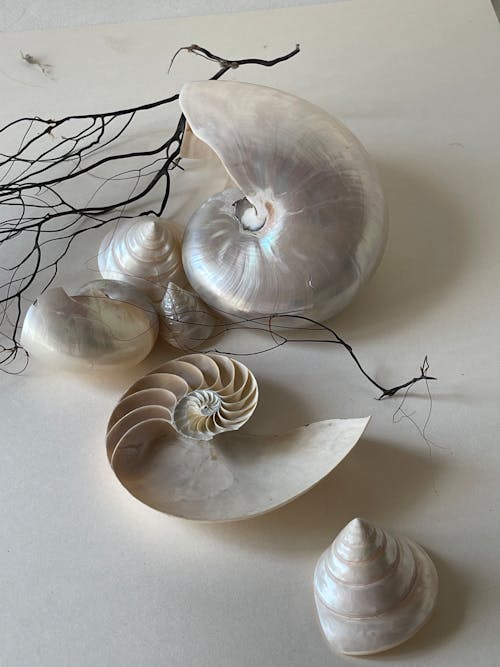 Free Seashells on White Surface Stock Photo
