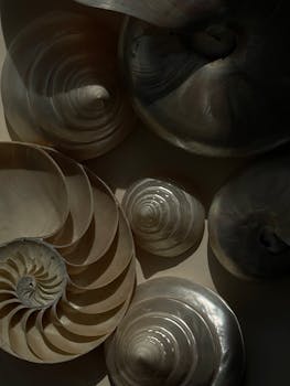 Artistic close-up of diverse seashells showing intricate spiral patterns.
