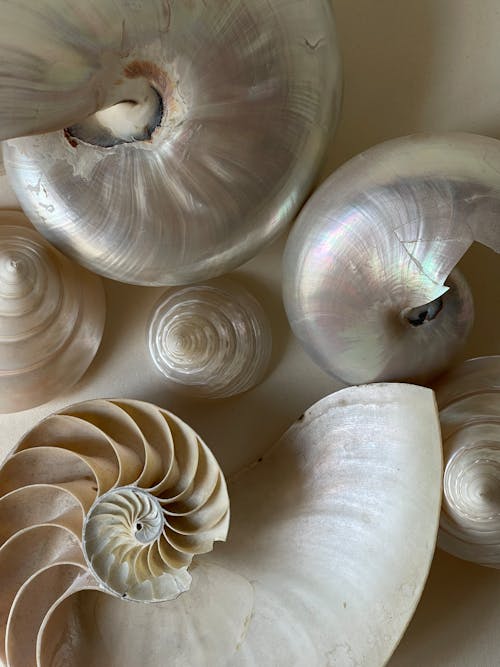 Top View of Shells