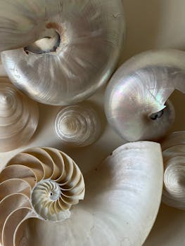 A detailed close-up of beautifully arranged nautilus shells, highlighting natural pearl hues.