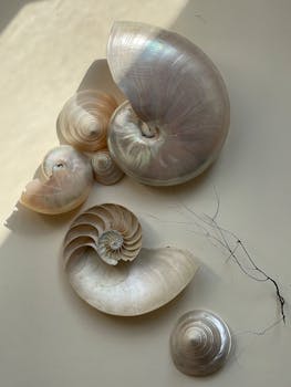 A collection of elegant nautilus shells displayed on a neutral background, emphasizing natural beauty.